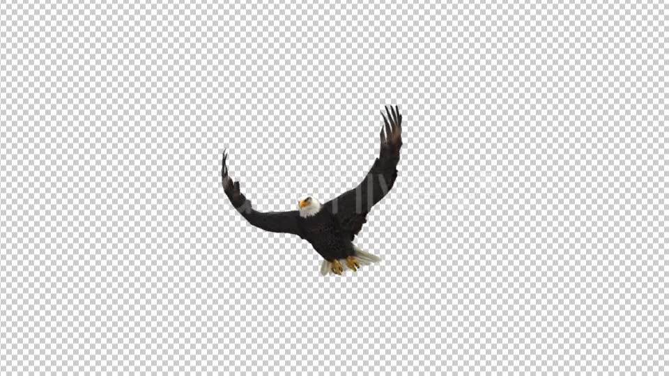 Eagle Fly Videohive 21177786 Motion Graphics Image 2