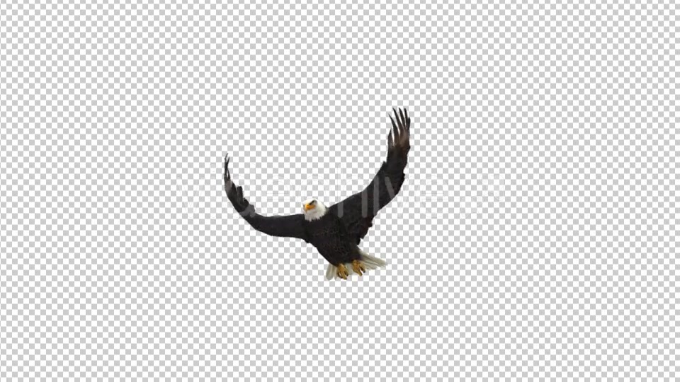 Eagle Fly Videohive 21177786 Motion Graphics Image 4