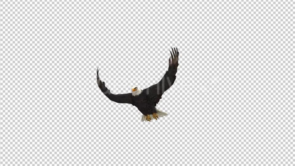 Eagle Fly Videohive 21177786 Motion Graphics Image 6