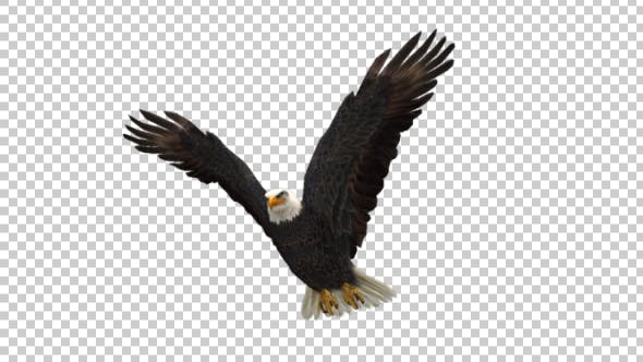 Eagle Fly - Videohive 21177786 Download