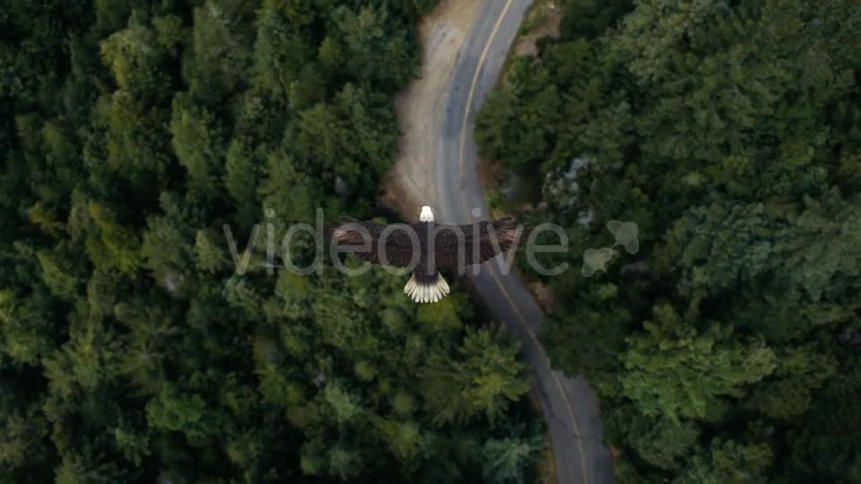 Eagle Flying Over A Forest Videohive 19735565 Motion Graphics Image 1