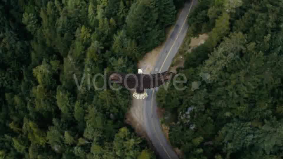 Eagle Flying Over A Forest Videohive 19735565 Motion Graphics Image 11
