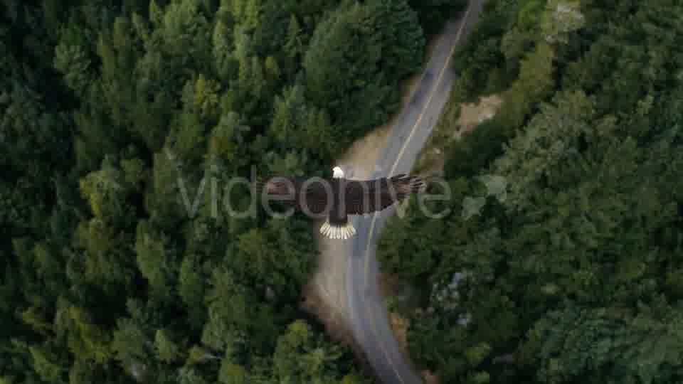 Eagle Flying Over A Forest Videohive 19735565 Motion Graphics Image 12