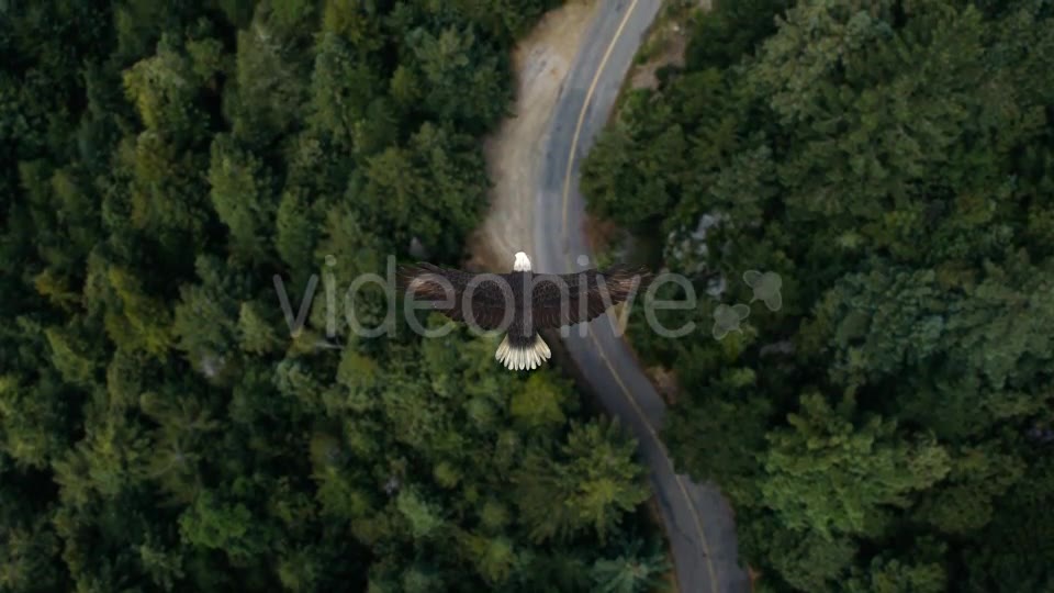 Eagle Flying Over A Forest Videohive 19735565 Motion Graphics Image 2