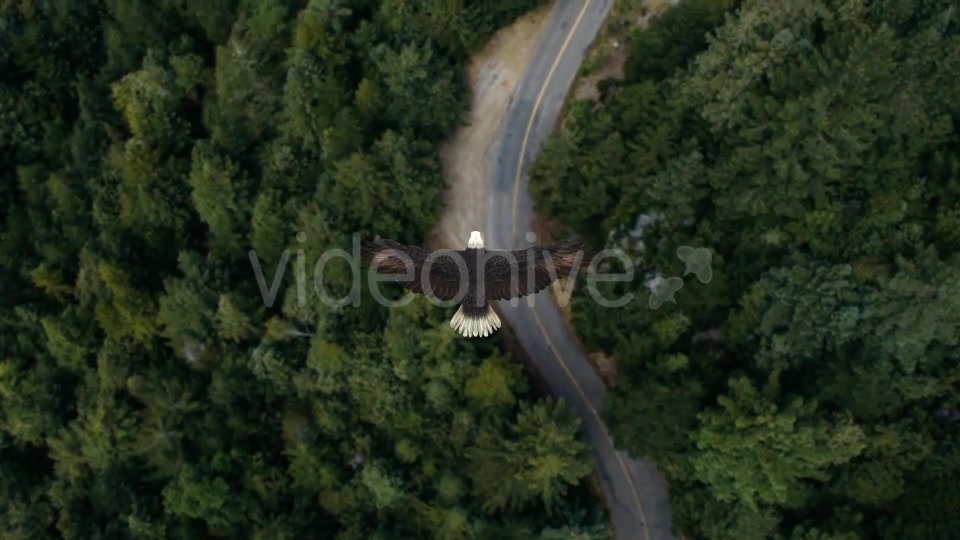 Eagle Flying Over A Forest Videohive 19735565 Motion Graphics Image 3
