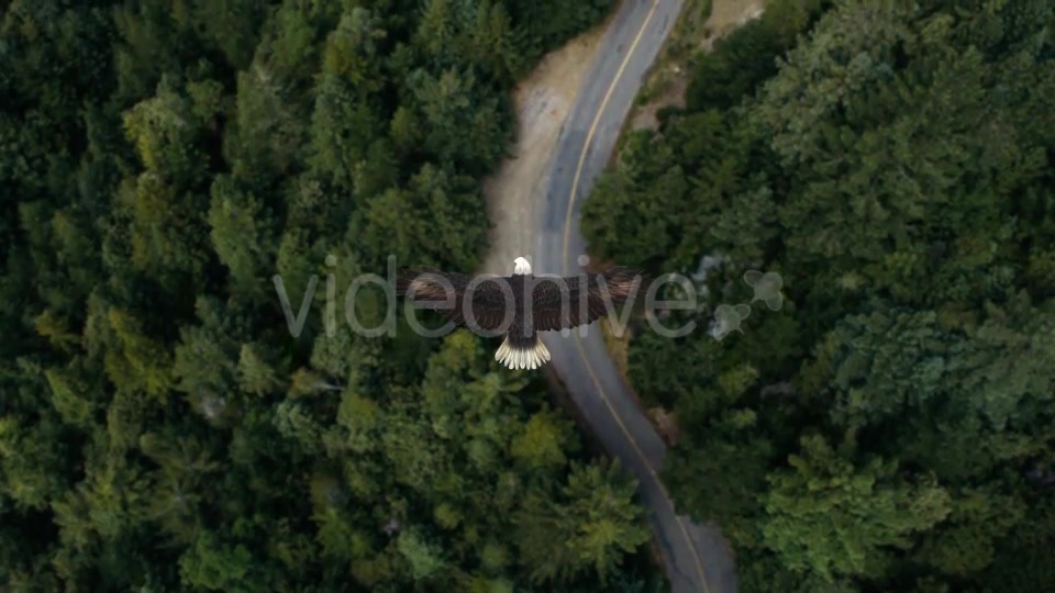 Eagle Flying Over A Forest Videohive 19735565 Motion Graphics Image 4