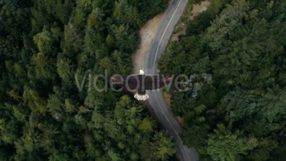 Eagle Flying Over A Forest Videohive 19735565 Motion Graphics Image 5