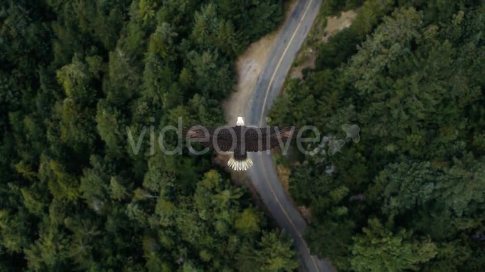 Eagle Flying Over A Forest Videohive 19735565 Motion Graphics Image 6