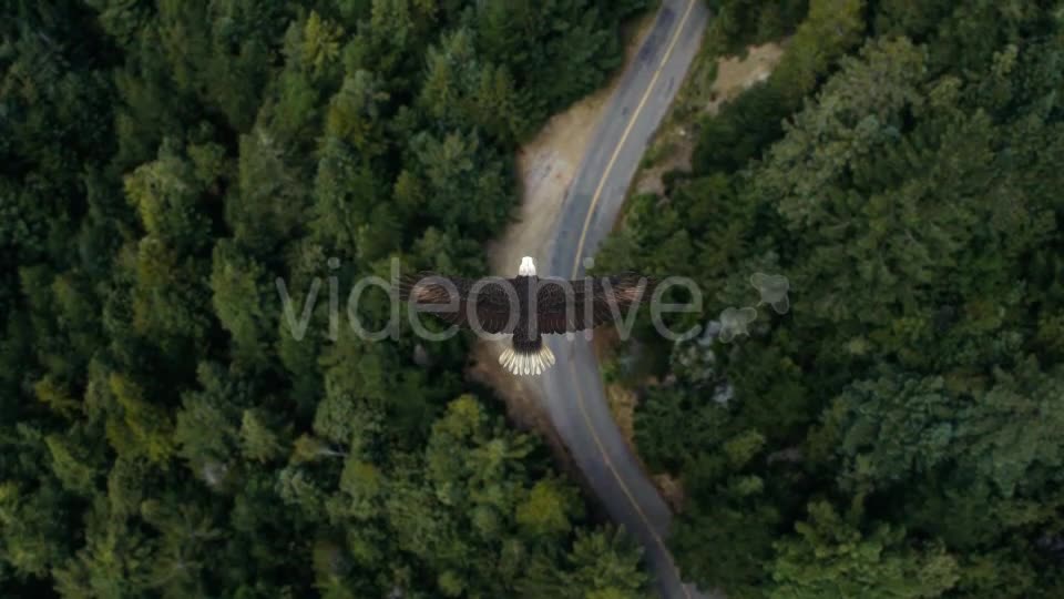Eagle Flying Over A Forest Videohive 19735565 Motion Graphics Image 7