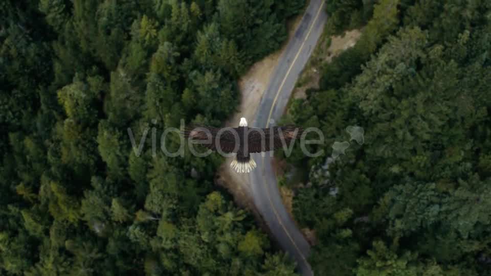 Eagle Flying Over A Forest Videohive 19735565 Motion Graphics Image 8