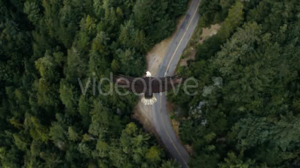Eagle Flying Over A Forest Videohive 19735565 Motion Graphics Image 9
