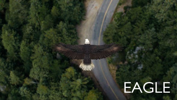Eagle Flying Over A Forest - Videohive Download 19735565
