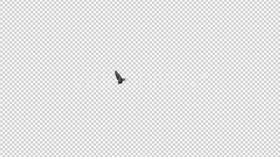 Eagle Flying Top View Videohive 21177055 Motion Graphics Image 8