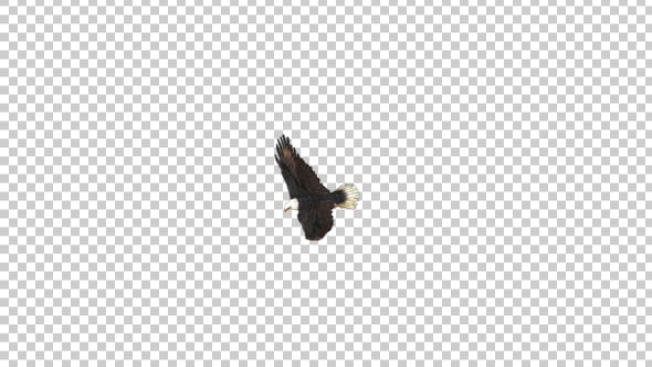 Eagle Flying Top View - Videohive 21177055 Download