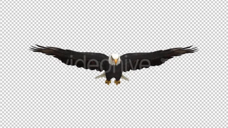 Eagle Glide Videohive 21177209 Motion Graphics Image 1