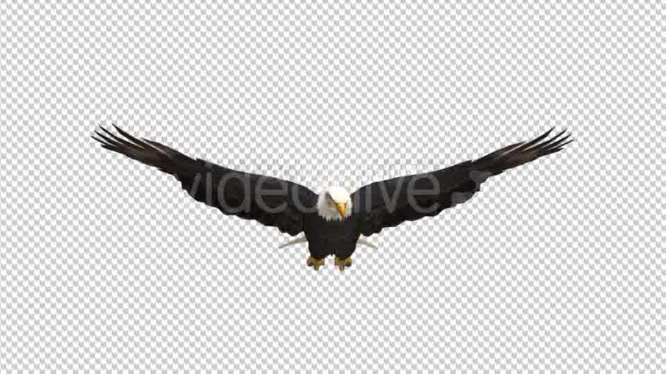 Eagle Glide Videohive 21177209 Motion Graphics Image 10