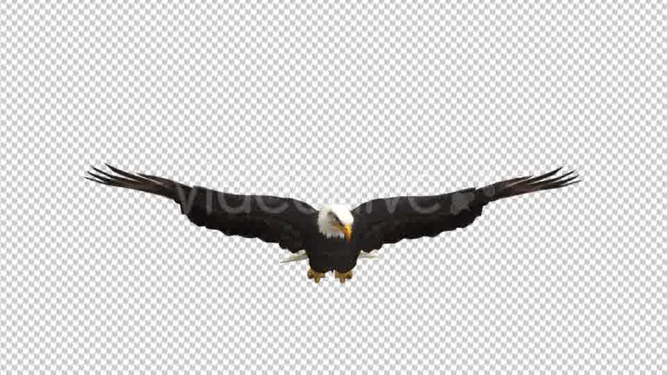 Eagle Glide Videohive 21177209 Motion Graphics Image 11