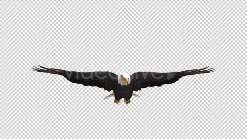 Eagle Glide Videohive 21177209 Motion Graphics Image 12