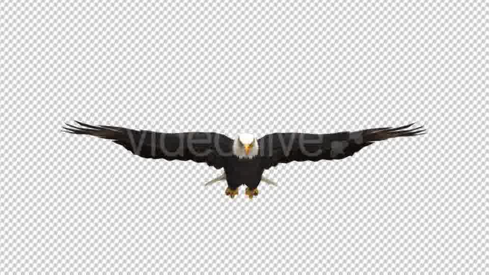 Eagle Glide Videohive 21177209 Motion Graphics Image 13