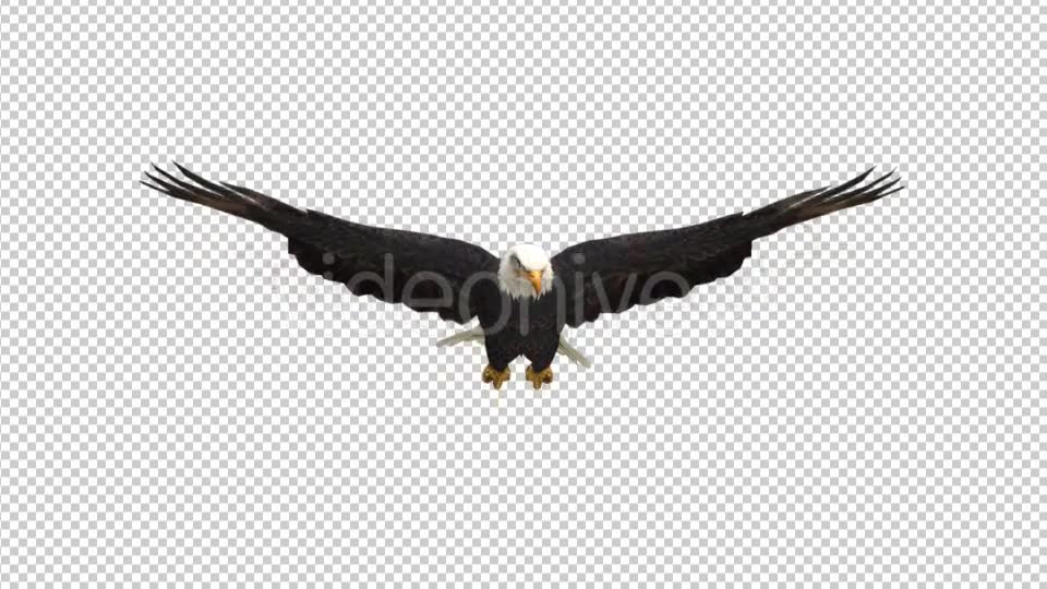 Eagle Glide Videohive 21177209 Motion Graphics Image 2