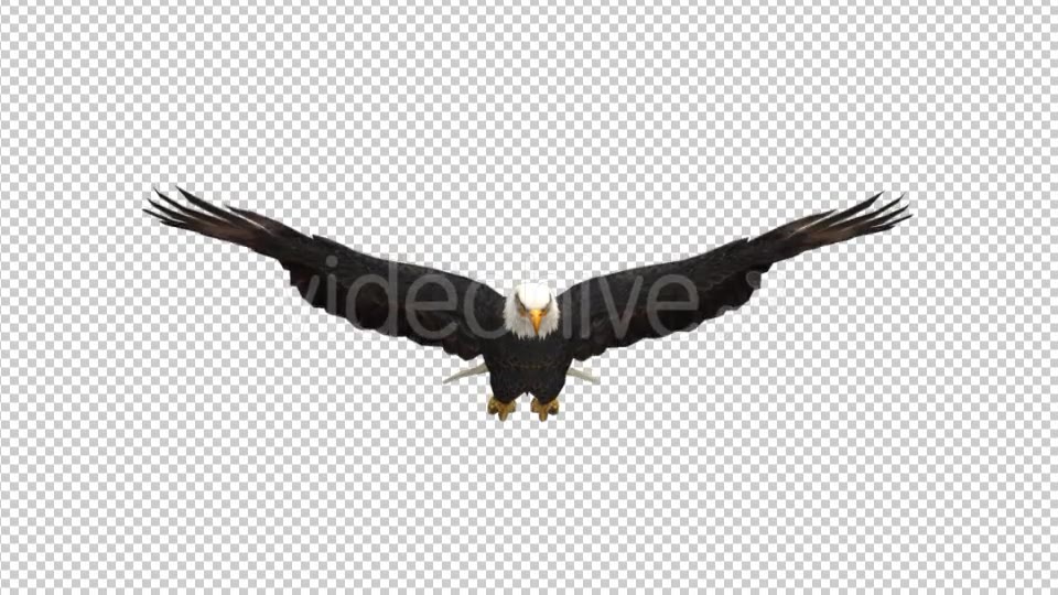 Eagle Glide Videohive 21177209 Motion Graphics Image 3