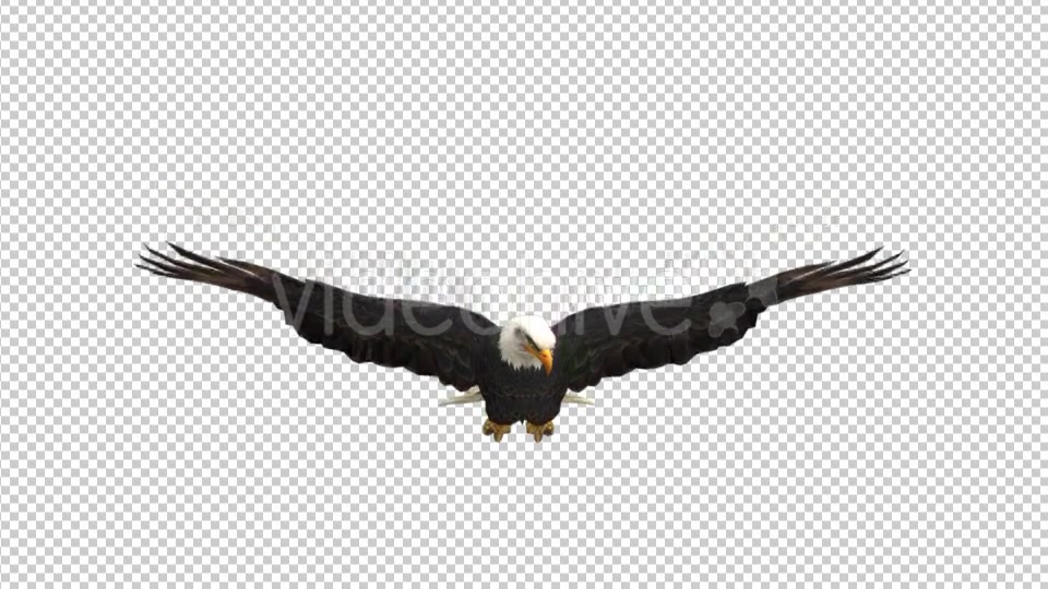 Eagle Glide Videohive 21177209 Motion Graphics Image 4