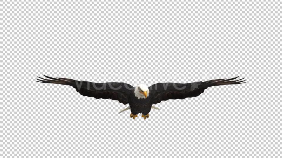 Eagle Glide Videohive 21177209 Motion Graphics Image 5