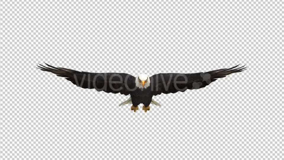 Eagle Glide Videohive 21177209 Motion Graphics Image 7