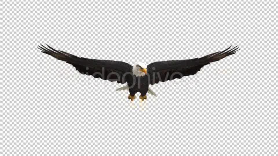 Eagle Glide Videohive 21177209 Motion Graphics Image 8