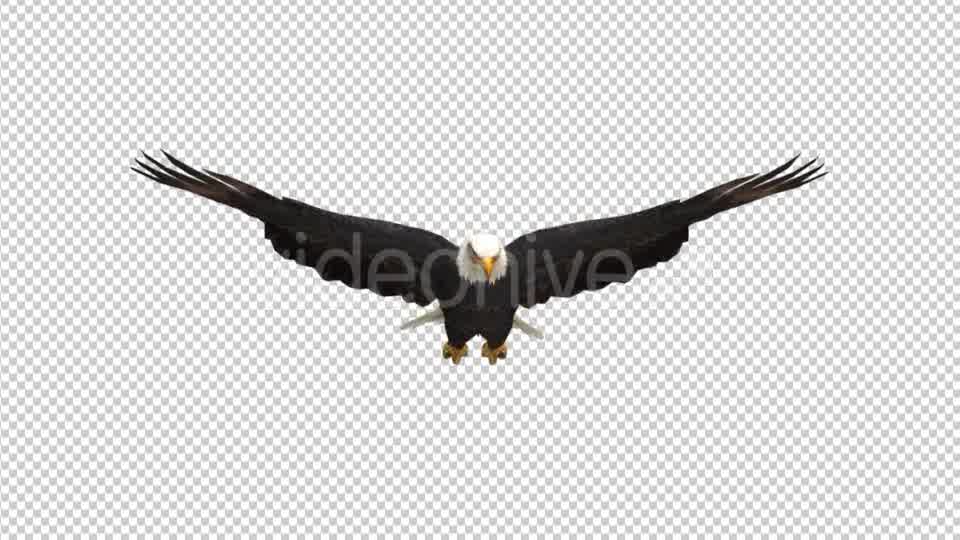 Eagle Glide Videohive 21177209 Motion Graphics Image 9