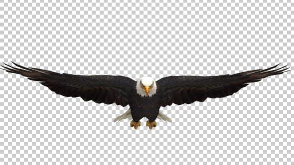 Eagle Glide - 21177209 Videohive Download