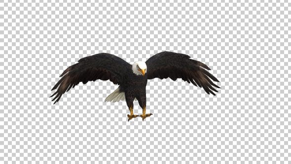 Eagle Landing Front View - Download Videohive 21177345