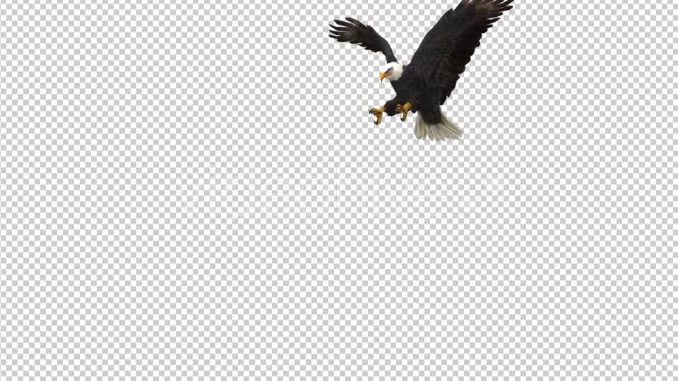 Eagle Landing Videohive 21177222 Motion Graphics Image 1