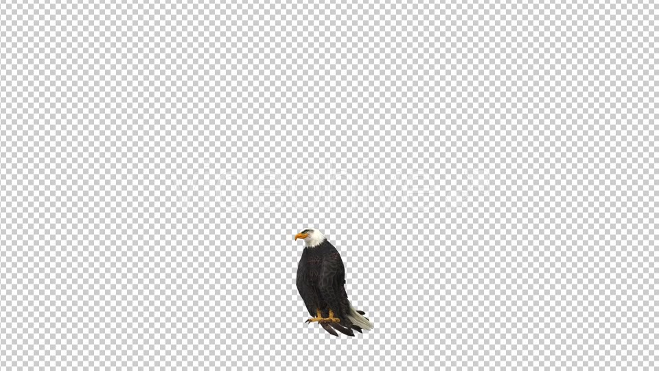 Eagle Landing Videohive 21177222 Motion Graphics Image 3