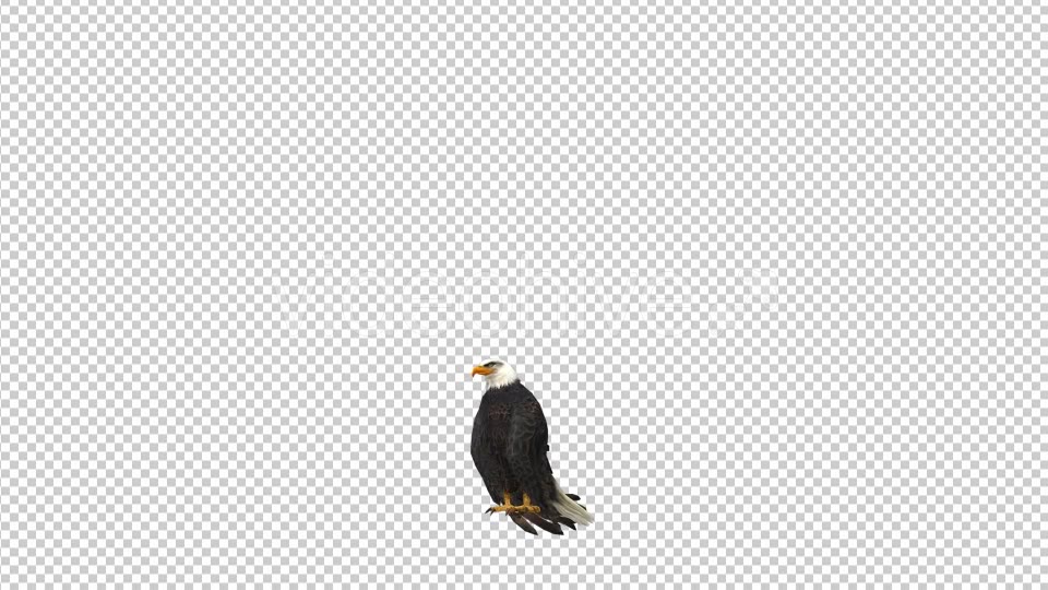 Eagle Landing Videohive 21177222 Motion Graphics Image 5