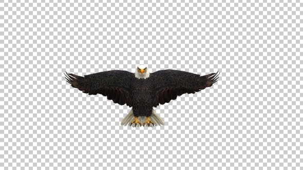 Eagle Landing - Videohive Download 21177380