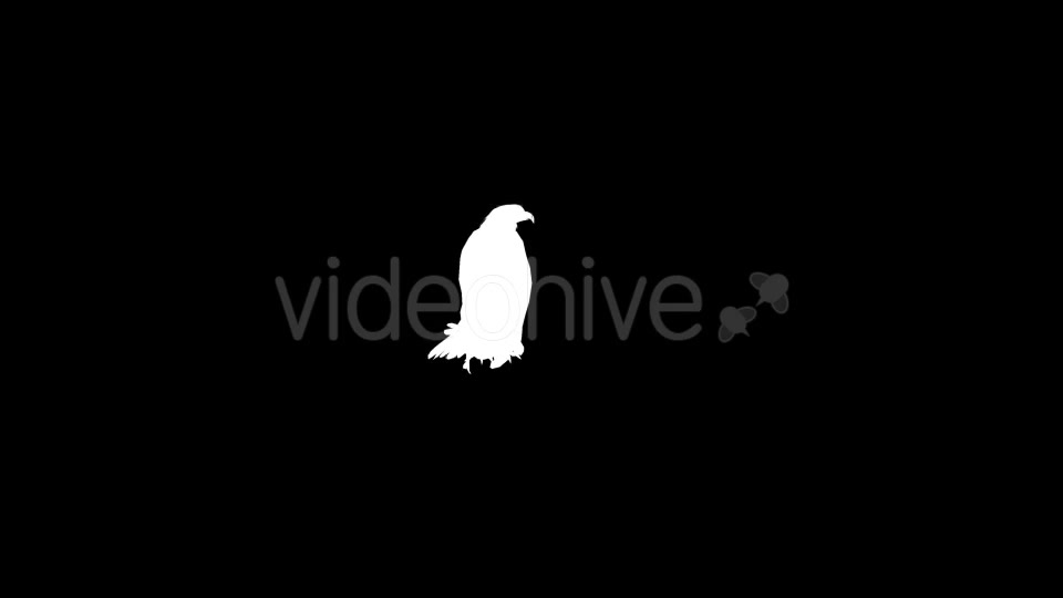 Eagle Silhouettes 13 Pack Videohive 21219889 Motion Graphics Image 11