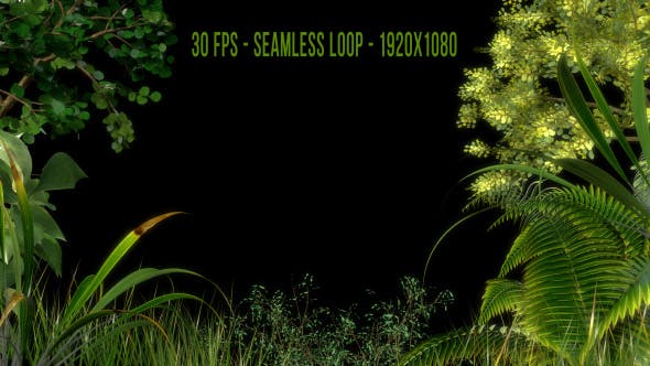 Edge of Forest - Download 19779403 Videohive
