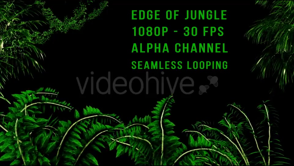 Edge of Jungle Videohive 16343935 Motion Graphics Image 4