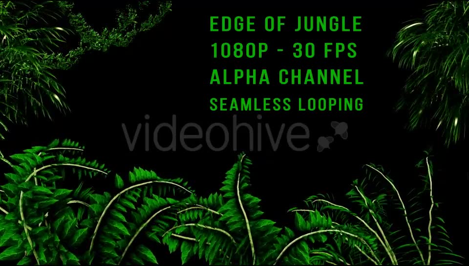Edge of Jungle Videohive 16343935 Motion Graphics Image 6