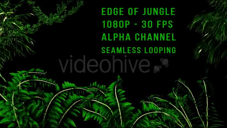 Edge of Jungle Videohive 16343935 Motion Graphics Image 8