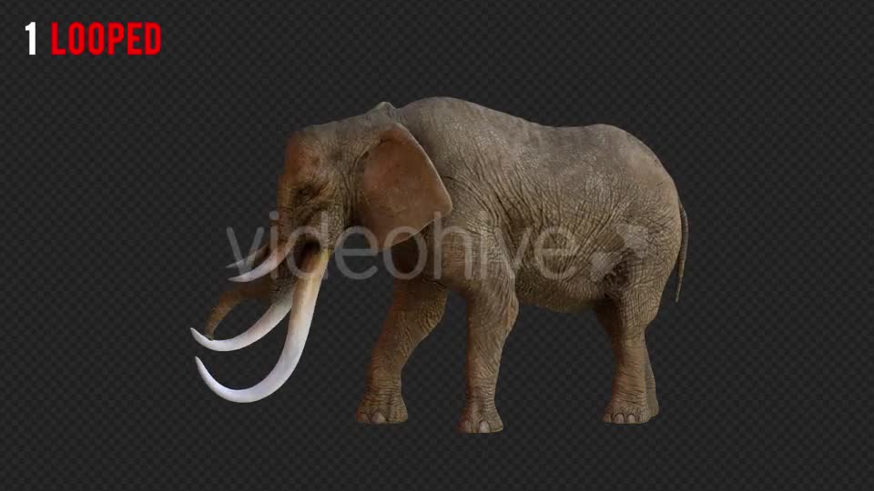 Elephant 1 Realistic Pack 3 Videohive 21188046 Motion Graphics Image 1