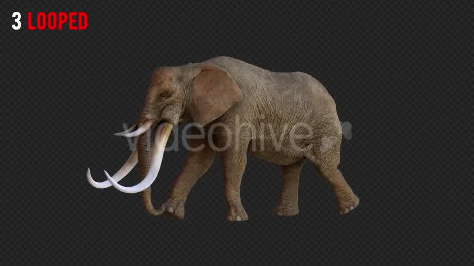 Elephant 1 Realistic Pack 3 Videohive 21188046 Motion Graphics Image 10