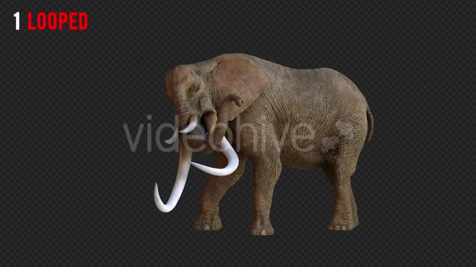 Elephant 1 Realistic Pack 3 Videohive 21188046 Motion Graphics Image 2