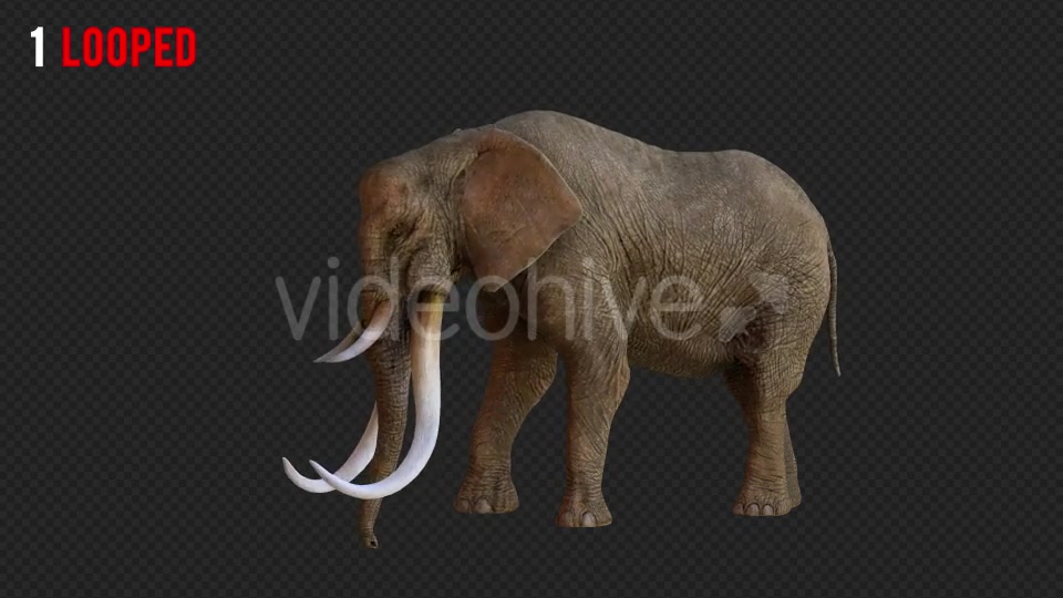 Elephant 1 Realistic Pack 3 Videohive 21188046 Motion Graphics Image 3