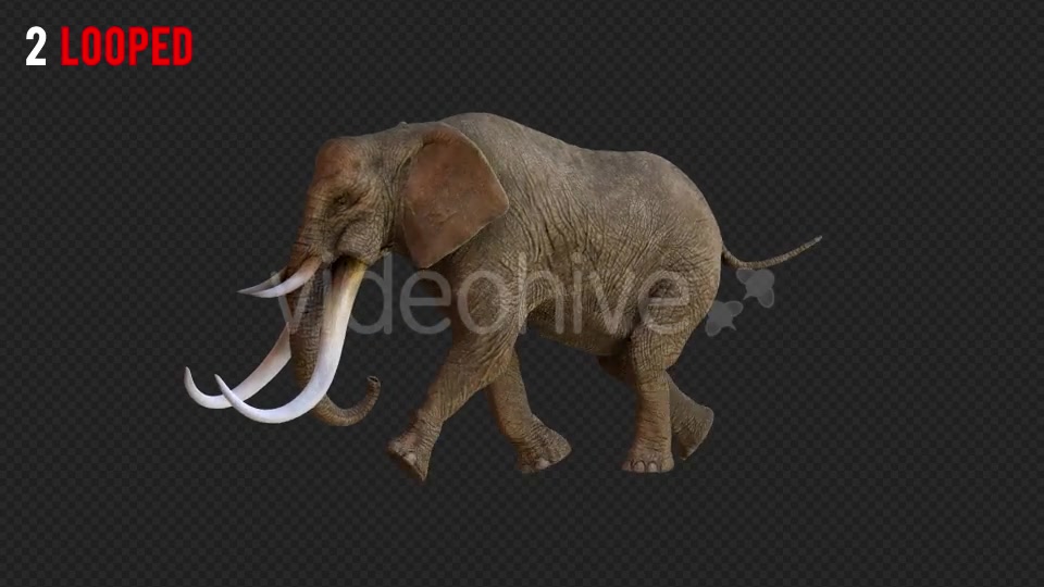 Elephant 1 Realistic Pack 3 Videohive 21188046 Motion Graphics Image 4