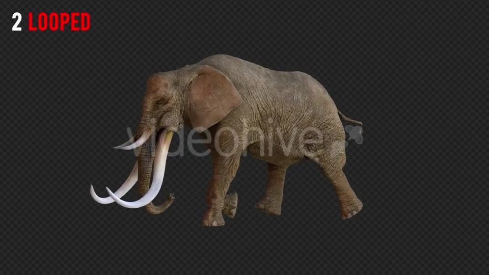 Elephant 1 Realistic Pack 3 Videohive 21188046 Motion Graphics Image 5
