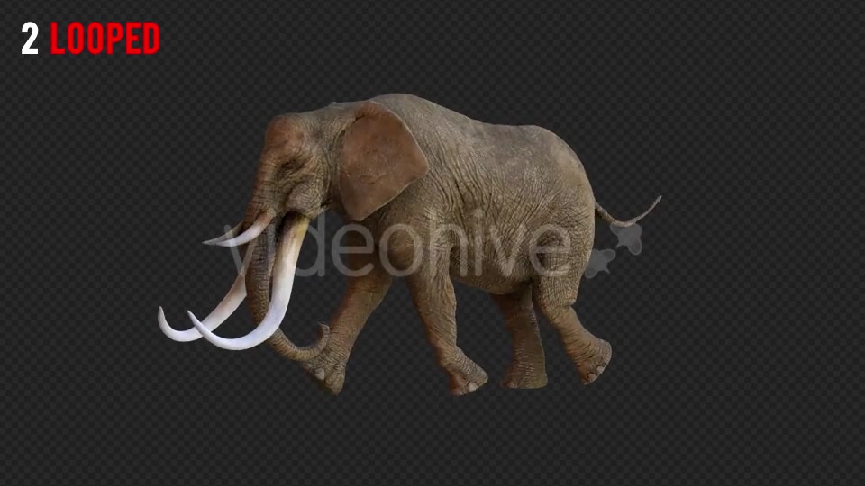 Elephant 1 Realistic Pack 3 Videohive 21188046 Motion Graphics Image 6