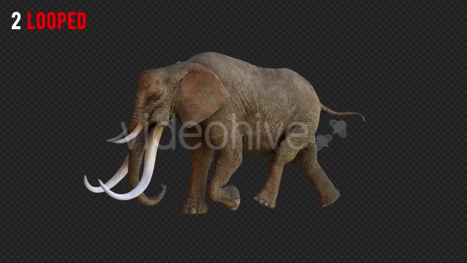Elephant 1 Realistic Pack 3 Videohive 21188046 Motion Graphics Image 7