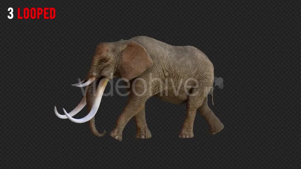 Elephant 1 Realistic Pack 3 Videohive 21188046 Motion Graphics Image 9